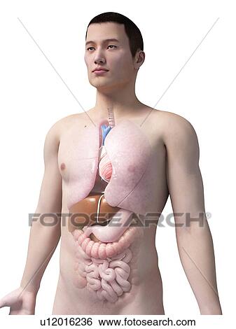 Stock Illustration - Human internal organs, illustration. Fotosearch