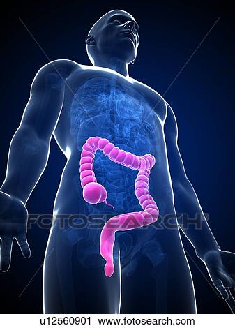 Clip Art - Human intestine, illustration. Fotosearch