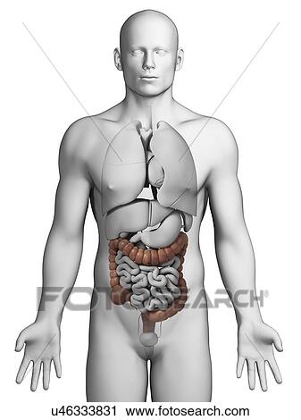 Human intestine, illustration View Large Illustration Clip Art - Human intestine, illustration. Fotosearch