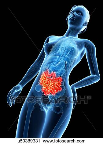 Clip Art - Human intestine, illustration. Fotosearch