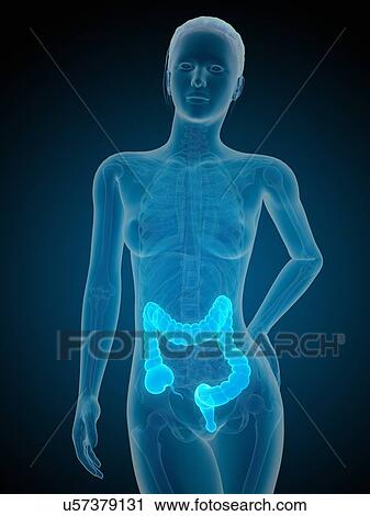 Human intestine, illustration View Large Illustration Clip Art - Human intestine, illustration. Fotosearch