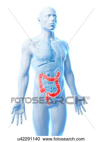 Clipart - Human intestine, illustration. Fotosearch