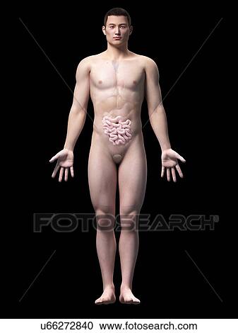 Human intestine, illustration View Large Illustration Clipart - Human intestine, illustration. Fotosearch