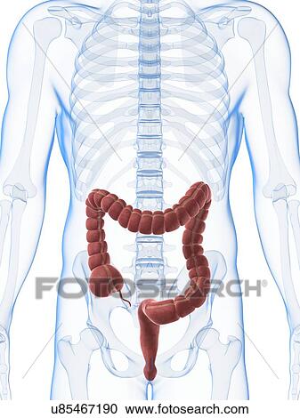 Human intestine, illustration View Large Illustration Clipart - Human intestine, illustration. Fotosearch