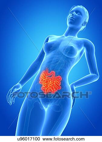 Clipart - Human intestine, illustration. Fotosearch