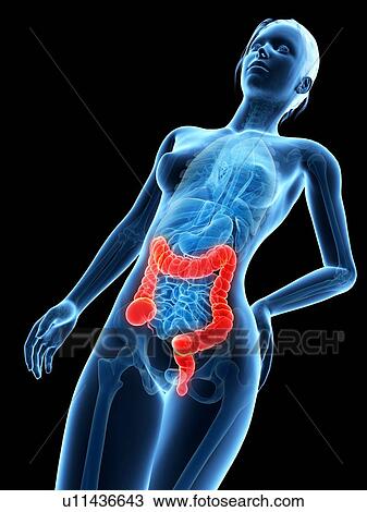 Drawing - Human intestine, illustration. Fotosearch