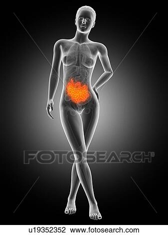 Human intestine, illustration View Large Illustration Drawing - Human intestine, illustration. Fotosearch