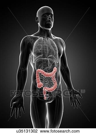 Human intestine, illustration View Large Illustration Drawing - Human intestine, illustration. Fotosearch