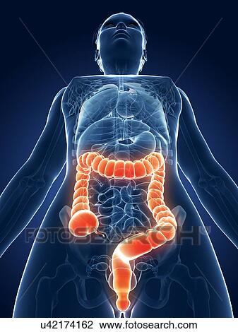 Drawing - Human intestine, illustration. Fotosearch