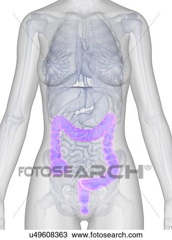 Human intestine, illustration View Large Illustration Drawing - Human intestine, illustration. Fotosearch