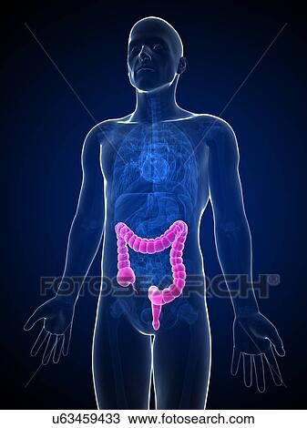 Drawing - Human intestine, illustration. Fotosearch
