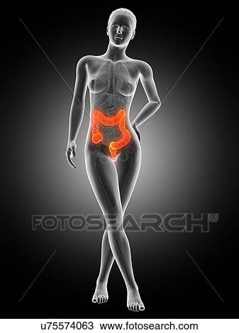 Drawing - Human intestine, illustration. Fotosearch