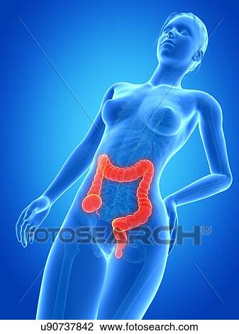 Drawing - Human intestine, illustration. Fotosearch