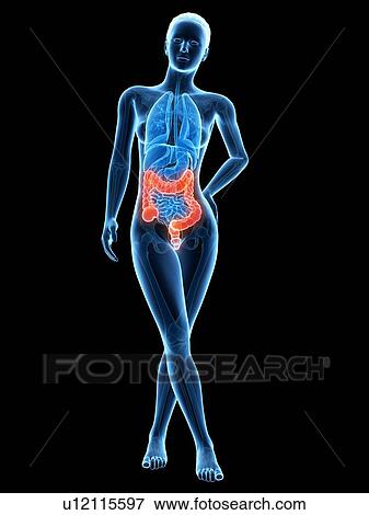 Stock Illustration - Human intestine, illustration. Fotosearch