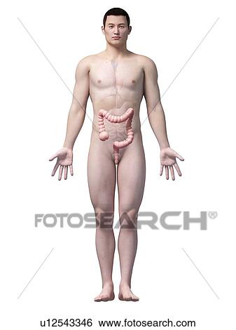 Human intestine, illustration View Large Illustration Stock Illustration - Human intestine, illustration. Fotosearch