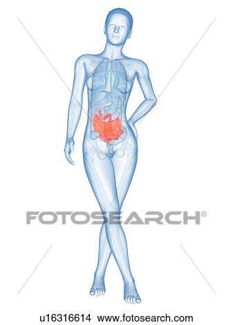 Human intestine, illustration View Large Illustration Stock Illustration - Human intestine, illustration. Fotosearch