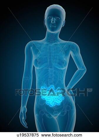 Stock Illustration - Human intestine, illustration. Fotosearch