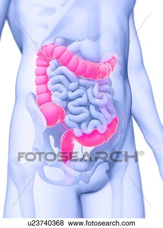 Human intestine, illustration View Large Illustration Stock Illustration - Human intestine, illustration. Fotosearch