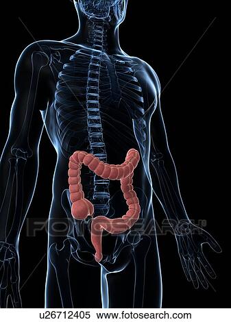 Human intestine, illustration View Large Illustration Stock Illustration - Human intestine, illustration. Fotosearch