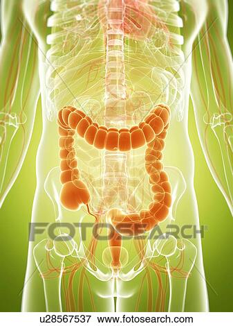 Stock Illustration - Human intestine, illustration. Fotosearch