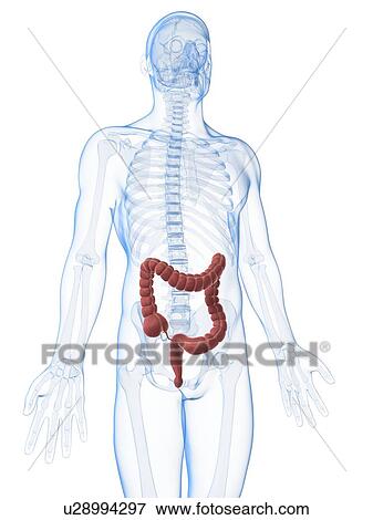 Human intestine, illustration View Large Illustration Stock Illustration - Human intestine, illustration. Fotosearch