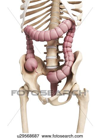 Stock Illustration - Human intestine, illustration. Fotosearch
