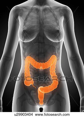 Stock Illustration - Human intestine, illustration. Fotosearch