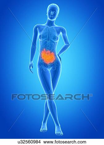 Human intestine, illustration View Large Illustration Stock Illustration - Human intestine, illustration. Fotosearch
