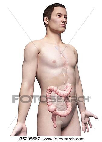 Stock Illustration - Human intestine, illustration. Fotosearch
