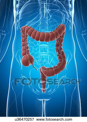 Stock Illustration - Human intestine, illustration. Fotosearch