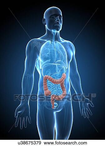 Human intestine, illustration View Large Illustration Stock Illustration - Human intestine, illustration. Fotosearch