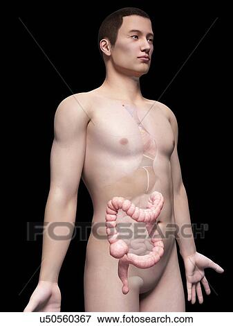 Human intestine, illustration View Large Illustration Stock Illustration - Human intestine, illustration. Fotosearch