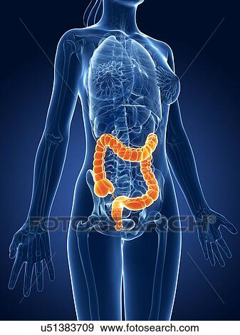 Human intestine, illustration View Large Illustration Stock Illustration - Human intestine, illustration. Fotosearch