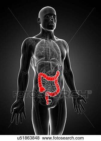 Human intestine, illustration View Large Illustration Stock Illustration - Human intestine, illustration. Fotosearch