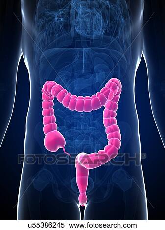 Stock Illustration - Human intestine, illustration. Fotosearch