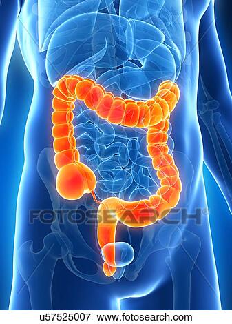 Human intestine, illustration View Large Illustration Stock Illustration - Human intestine, illustration. Fotosearch