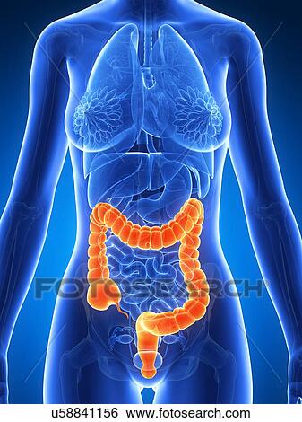 Stock Illustration - Human intestine, illustration. Fotosearch