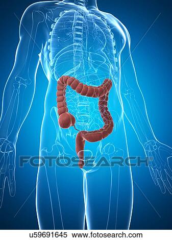 Stock Illustration - Human intestine, illustration. Fotosearch