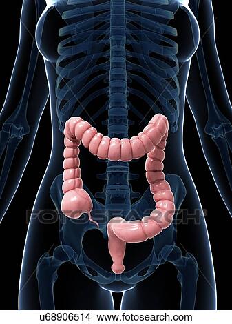 Human intestine, illustration View Large Illustration Stock Illustration - Human intestine, illustration. Fotosearch