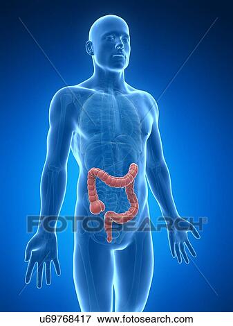 Stock Illustration - Human intestine, illustration. Fotosearch