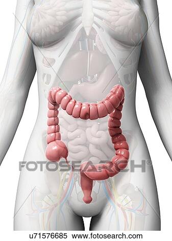 Human intestine, illustration View Large Illustration Stock Illustration - Human intestine, illustration. Fotosearch