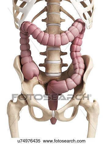Stock Illustration - Human intestine, illustration. Fotosearch