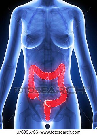 Human intestine, illustration View Large Illustration Stock Illustration - Human intestine, illustration. Fotosearch