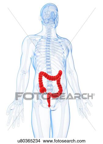 Human intestine, illustration View Large Illustration Stock Illustration - Human intestine, illustration. Fotosearch