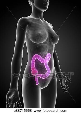 Stock Illustration - Human intestine, illustration. Fotosearch
