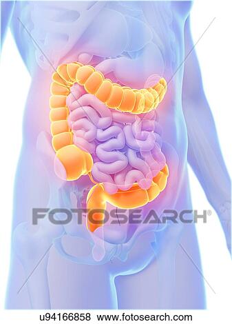 Human intestine, illustration View Large Illustration Stock Illustration - Human intestine, illustration. Fotosearch