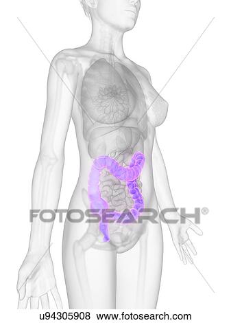 Human intestine, illustration View Large Illustration Stock Illustration - Human intestine, illustration. Fotosearch