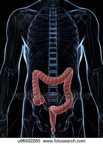 Stock Illustration - Human intestine, illustration. Fotosearch