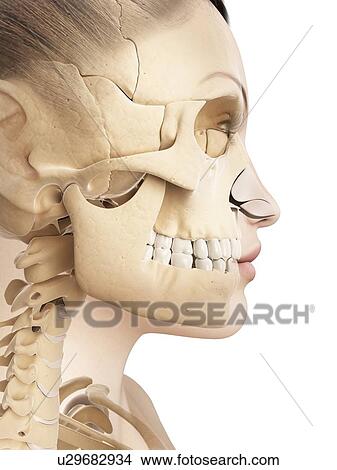 Human jaw bone, illustration View Large Illustration Stock Illustration - Human jaw bone, illustration. Fotosearch