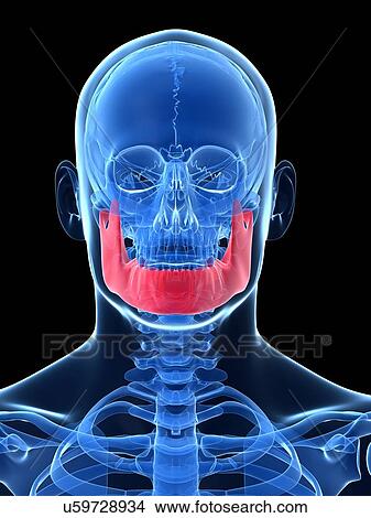 Stock Illustration - Human jawbone, illustration. Fotosearch